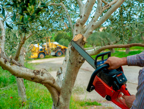 Best Tree Trimming Near Me  in USA